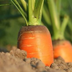 Uso eficiente del fósforo en agricultura: Absorción y adecuación de su aplicación.