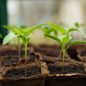 Plant Breeding: El arte de cambiar según las características deseadas