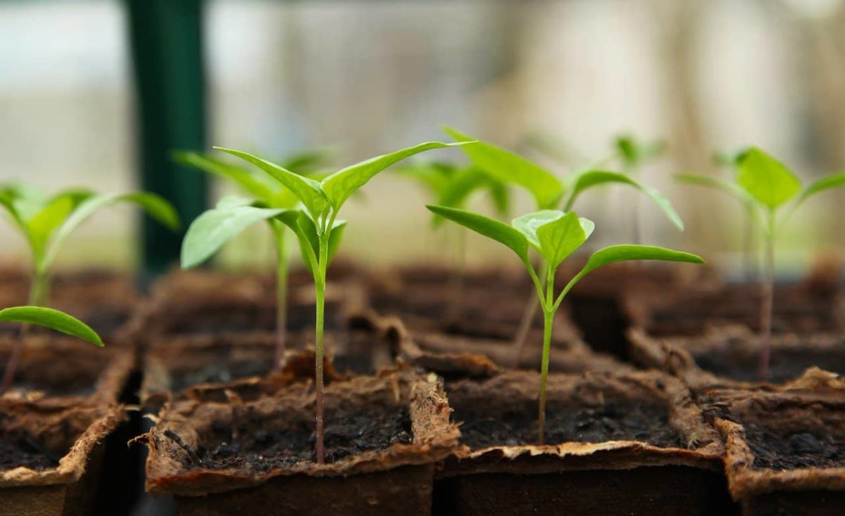 plant breeding