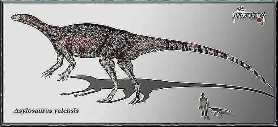Asylosaurus