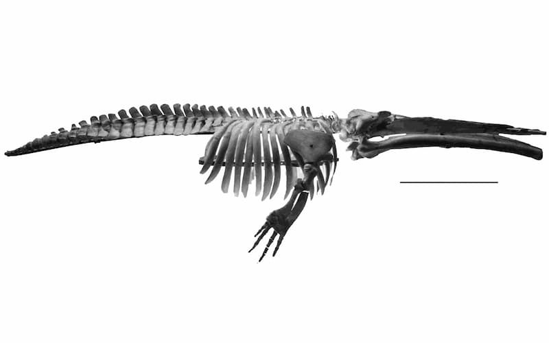 Ballenas prehistóricas