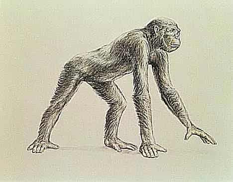 Dryopithecus