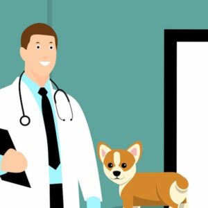 Las 10 mejores escuelas de veterinaria en los EE. UU.