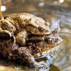 Imágenes y perfiles de anfibios prehistóricos