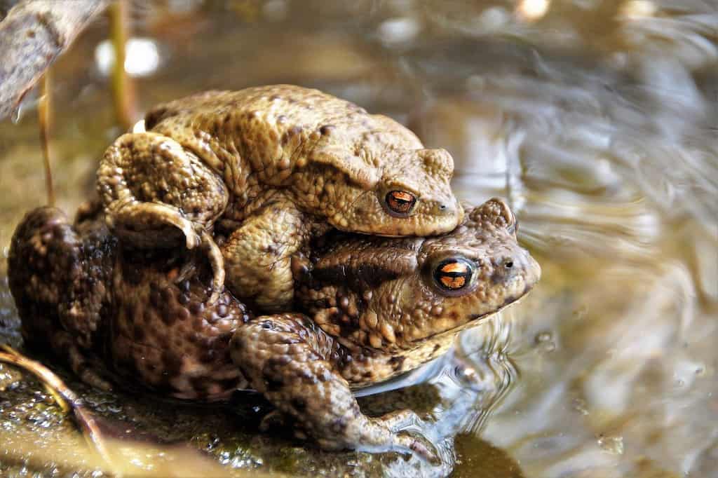 anfibios prehistóricos