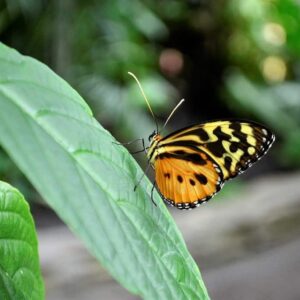 10 mejores universidades para especializaciones en ciencias ambientales