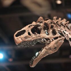 Los dinosaurios y animales prehistóricos de Arkansas