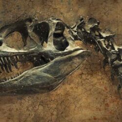 Imágenes y perfiles de dinosaurios prosaurópodos