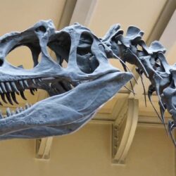 Imágenes y perfiles de dinosaurios tempranos