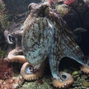 El Kraken