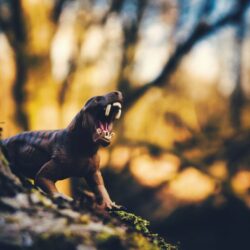 Imágenes y perfiles de perros prehistóricos