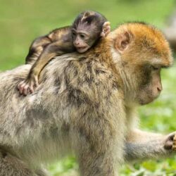 Imágenes y perfiles de primates prehistóricos