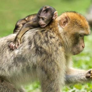 Imágenes y perfiles de primates prehistóricos