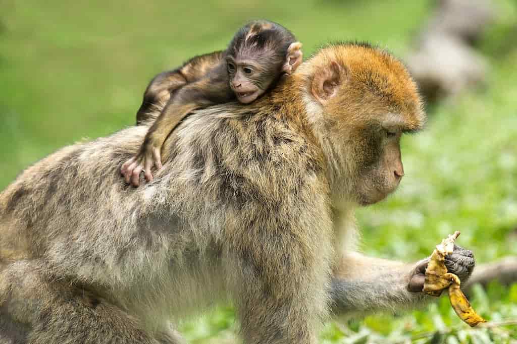 primates prehitoricos