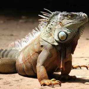 Imágenes y perfiles de reptiles prehistóricos
