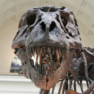 Imágenes y perfiles de Therapsids