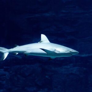 Imágenes y perfiles de tiburones prehistóricos