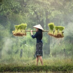 Los orígenes y la historia del arroz en China y más allá