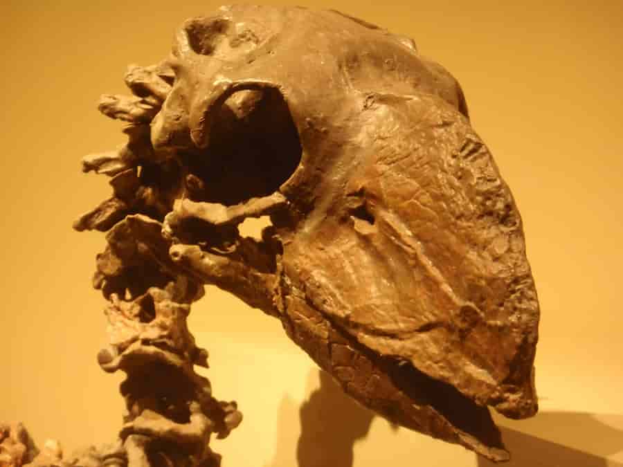 Aves prehistóricas