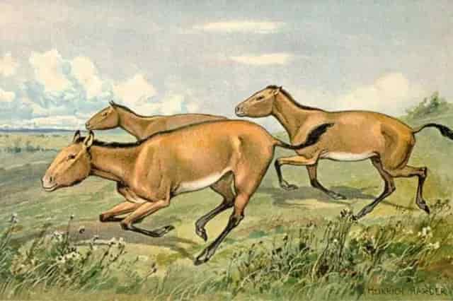 Caballos prehistóricos