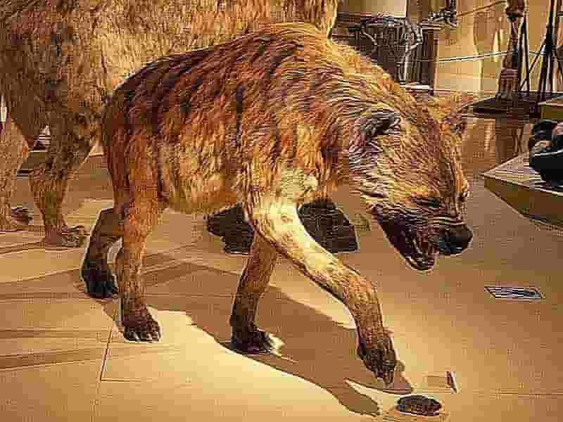 La hiena gigante