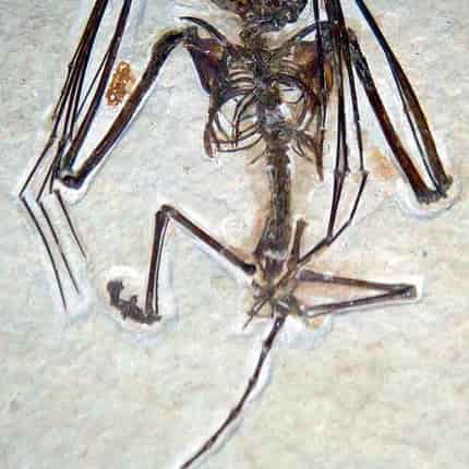 Murciélagos prehistóricos