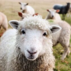 Historia y domesticación de las ovejas