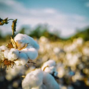 La historia de la domesticación del algodón (Gossypium)