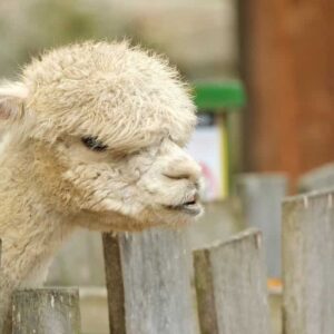 Hechos de la alpaca
