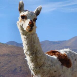 24 datos curiosos sobre las llamas