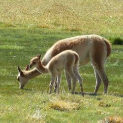 Una guía de llamas, alpacas, guanacos y vicuñas