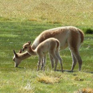 Una guía de llamas, alpacas, guanacos y vicuñas