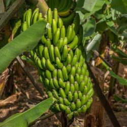 Historia y domesticación del banano