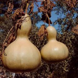 Domesticación e historia de la calabaza de botella