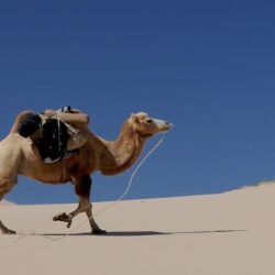 Datos del camello: hábitat, comportamiento, dieta