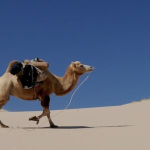 Datos del camello: hábitat, comportamiento, dieta