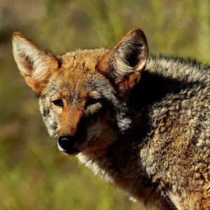 Datos de Coyote