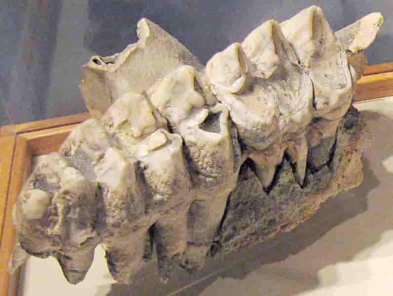 diente de mastodonte