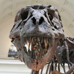 Los dinosaurios y animales prehistóricos de Dakota del Sur