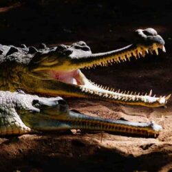 Dinosaurios y animales prehistóricos de Florida