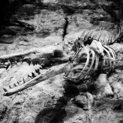 Los dinosaurios y animales prehistóricos de Massachusetts