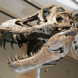 Los dinosaurios y animales prehistóricos de Missouri