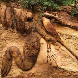 Los dinosaurios y animales prehistóricos de Montana