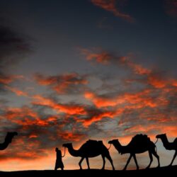 Las historias de origen de los camellos dromedarios y bactrianos