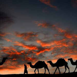 Las historias de origen de los camellos dromedarios y bactrianos