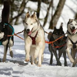 40 millones de años de evolución del perro