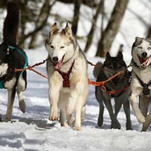 40 millones de años de evolución del perro