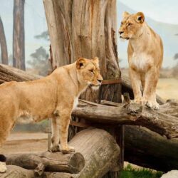 Las 15 familias carnívoras básicas