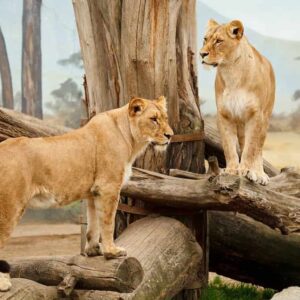 Las 15 familias carnívoras básicas