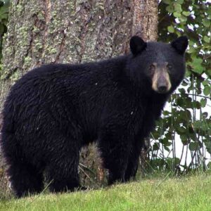 Datos de Florida Black Bear